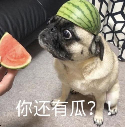 盘腿吃瓜表情包,笑翻朋友圈的潮流表情包