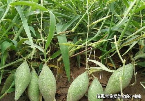 吃梢瓜好么,吃梢瓜的益处与美味体验