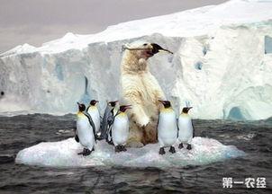 企鹅现场吃瓜,围观动物界的趣味瞬间