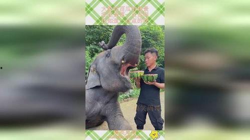 豆瓣吃瓜小组大象,大象的神秘面纱，揭秘娱乐圈背后的真相