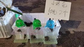 新冠吃瓜漫画,幽默解读疫情下的社会百态