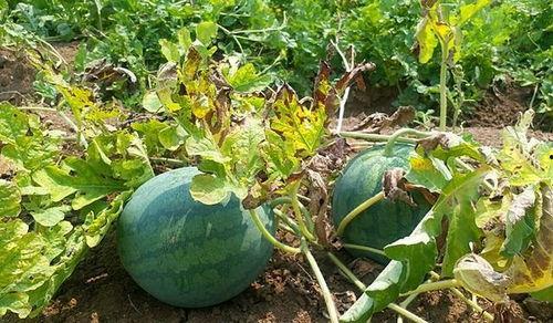 立秋吃瓜害处,揭秘潜在害处与养生之道