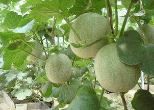 耳朵发炎吃哈密瓜,天然食疗新选择