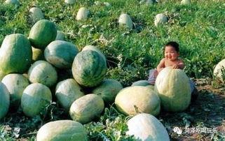 山东景点吃瓜女,揭秘当地特色美食之旅