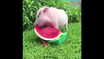 猪猪特效吃瓜,解锁夏日清凉新姿势！