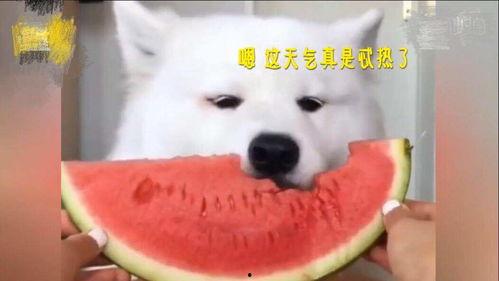 吃瓜叫声好听,探寻那些动听吃瓜时刻