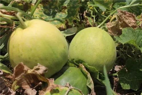 吃恋爱的瓜,揭秘娱乐圈甜蜜恋情的甜蜜瞬间